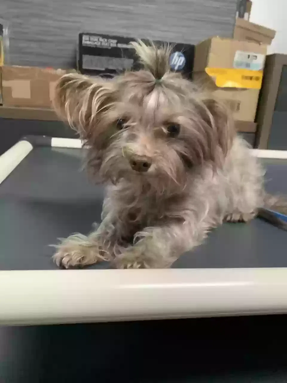 Lost dog in Addison, TX, 75001
