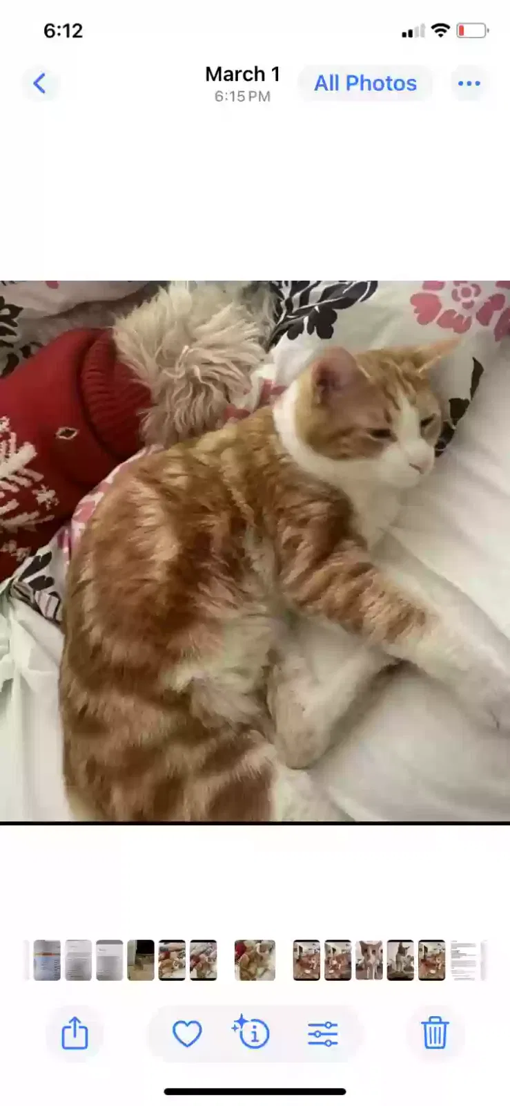 Lost cat in Rancho Cucamonga, CA, 91739