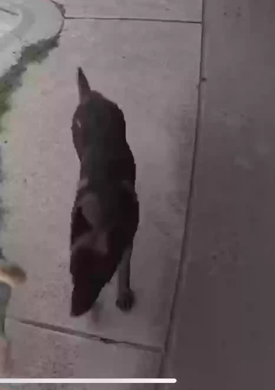 Lost dog in Phoenix, AZ, 85035