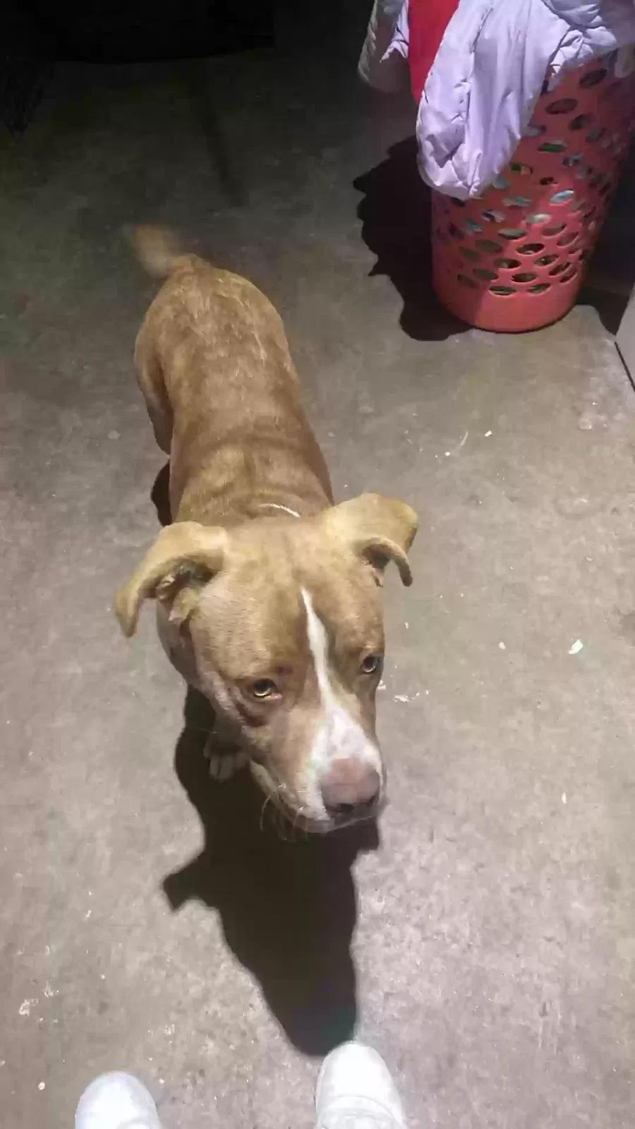 Lost dog in Tulsa, OK, 74115