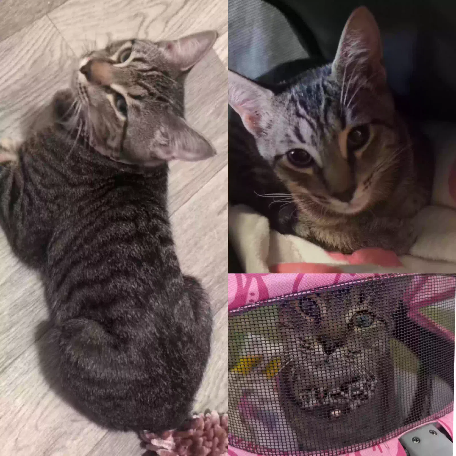 Lost cat in Tampa, FL, 33611
