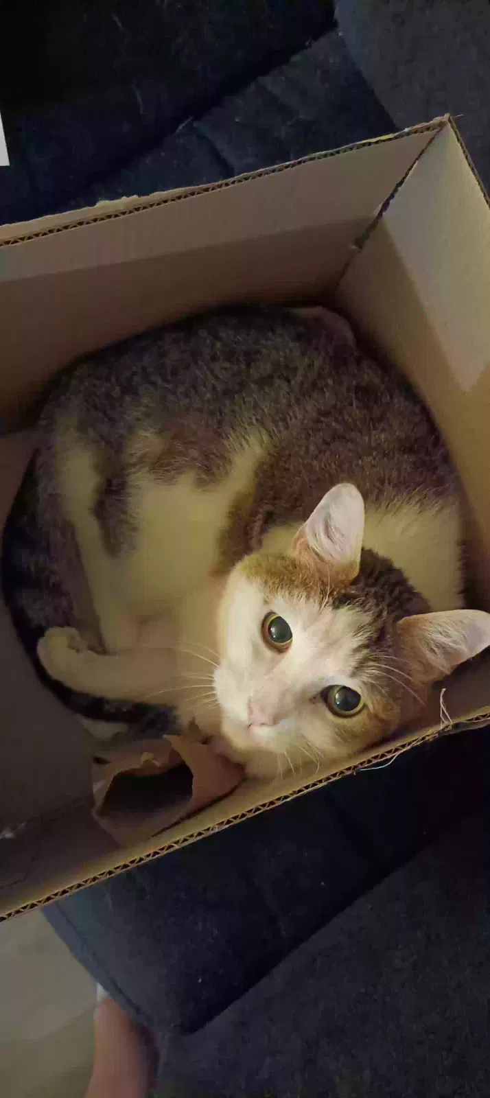 Lost cat in Grandview, MO, 64030