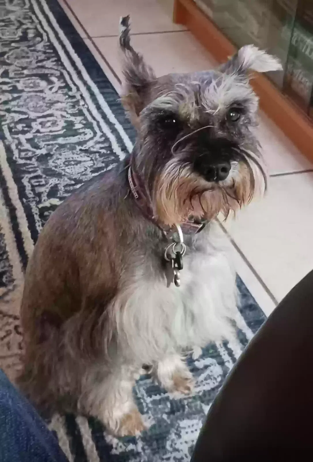 Lost dog in Spring, TX, 77381