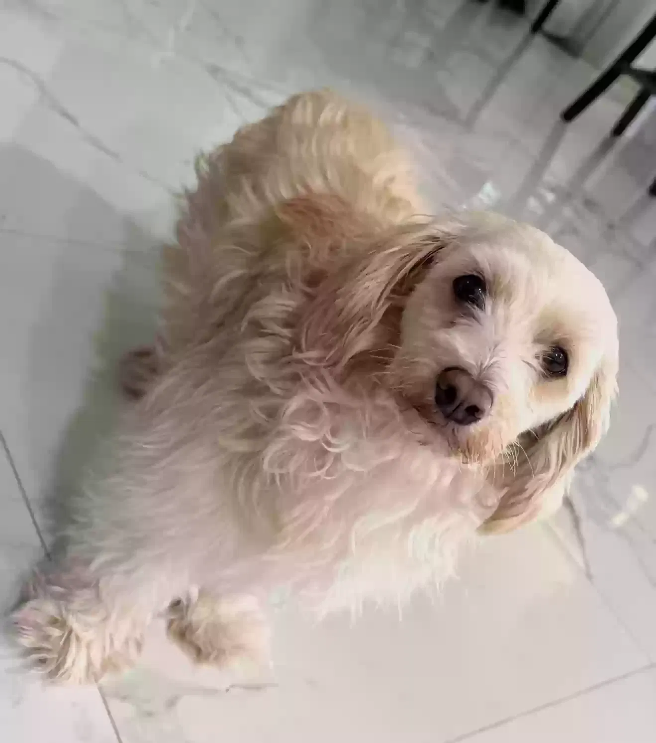 Lost dog in Euless, TX, 76039