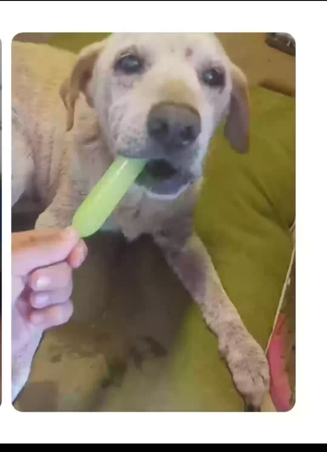 Lost dog in Phoenix, AZ, 85017