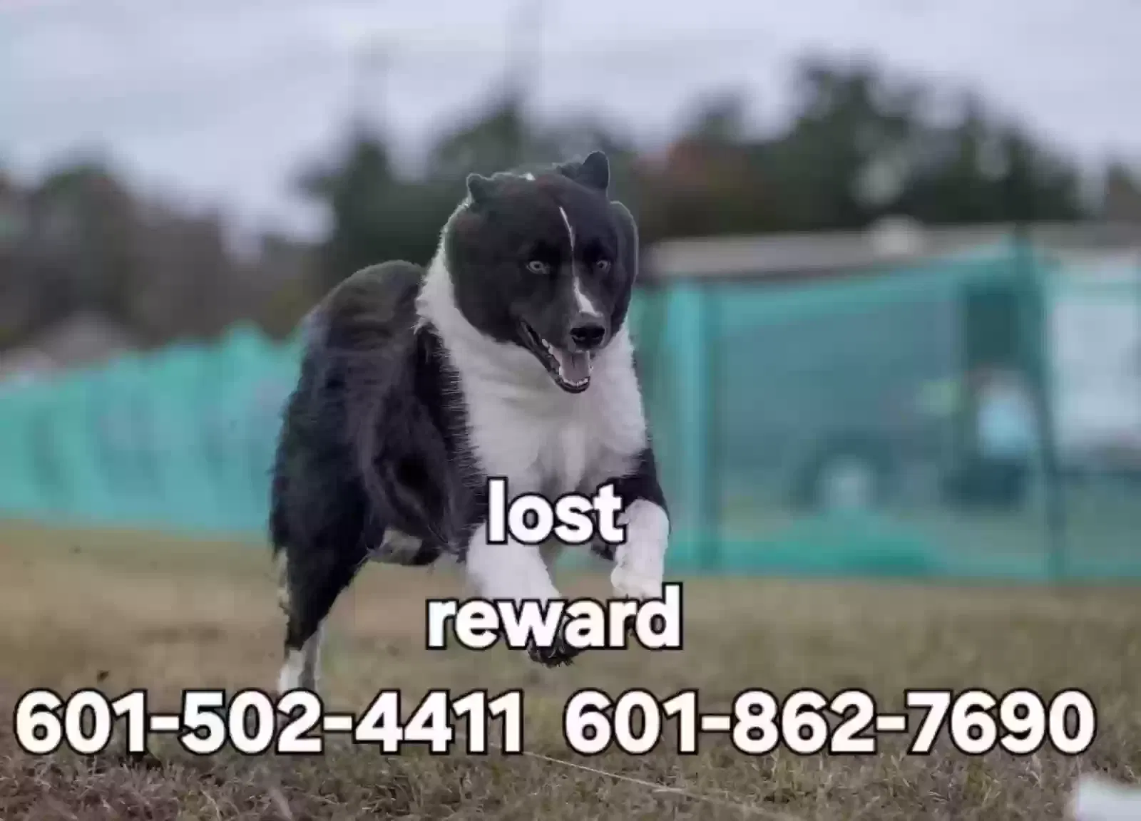 Lost dog in Crystal Springs, MS, 39059