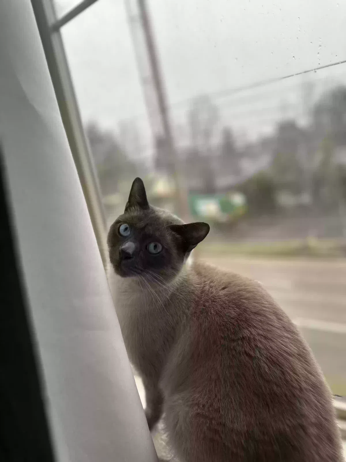 Lost cat in Beaverton, OR, 97006