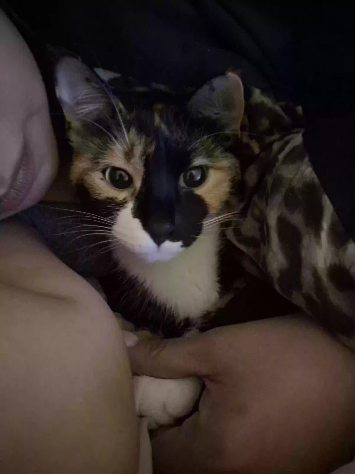 Lost cat in Tucson, AZ, 85713