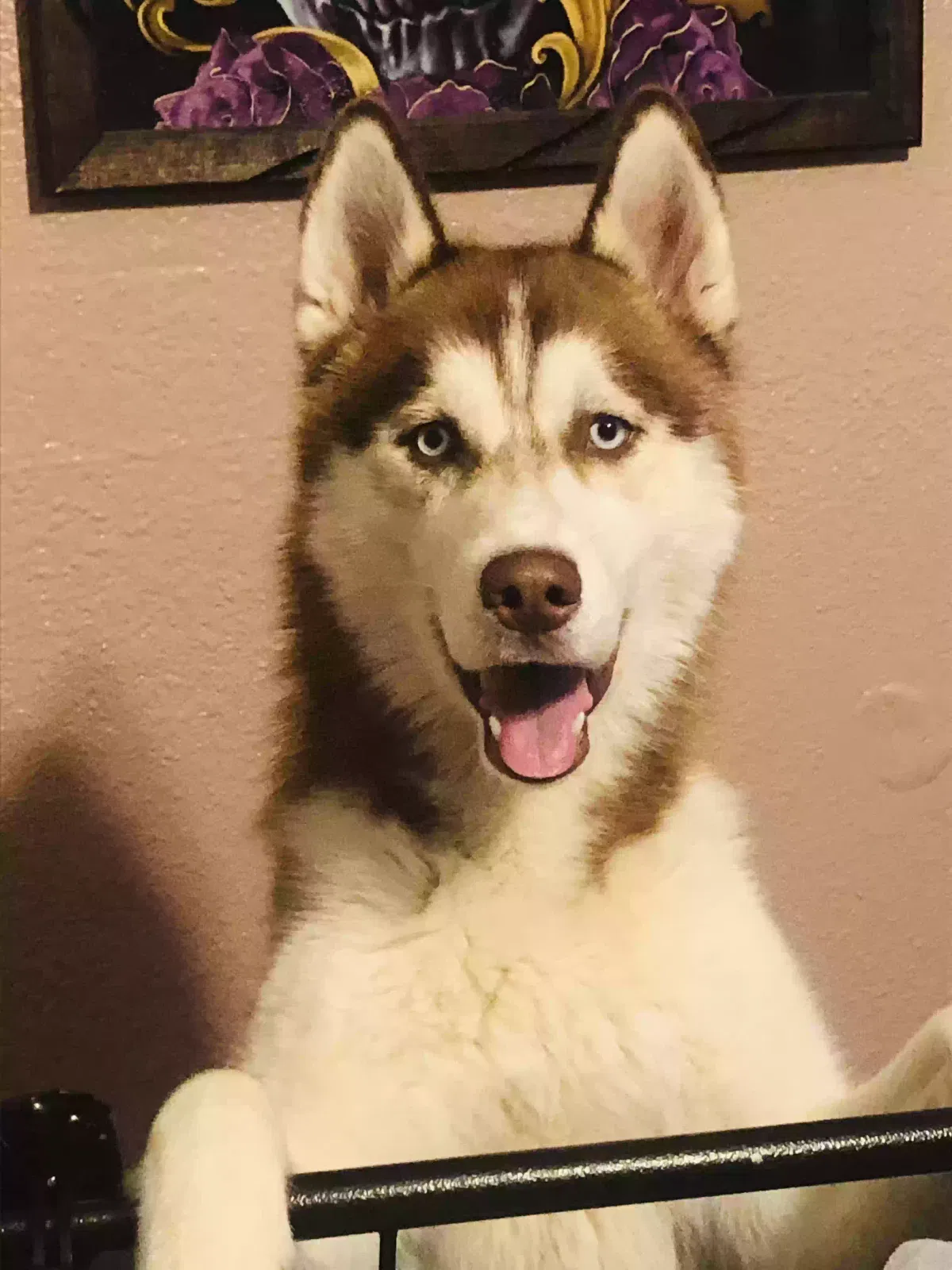 Lost dog in Lemoore, CA, 93245
