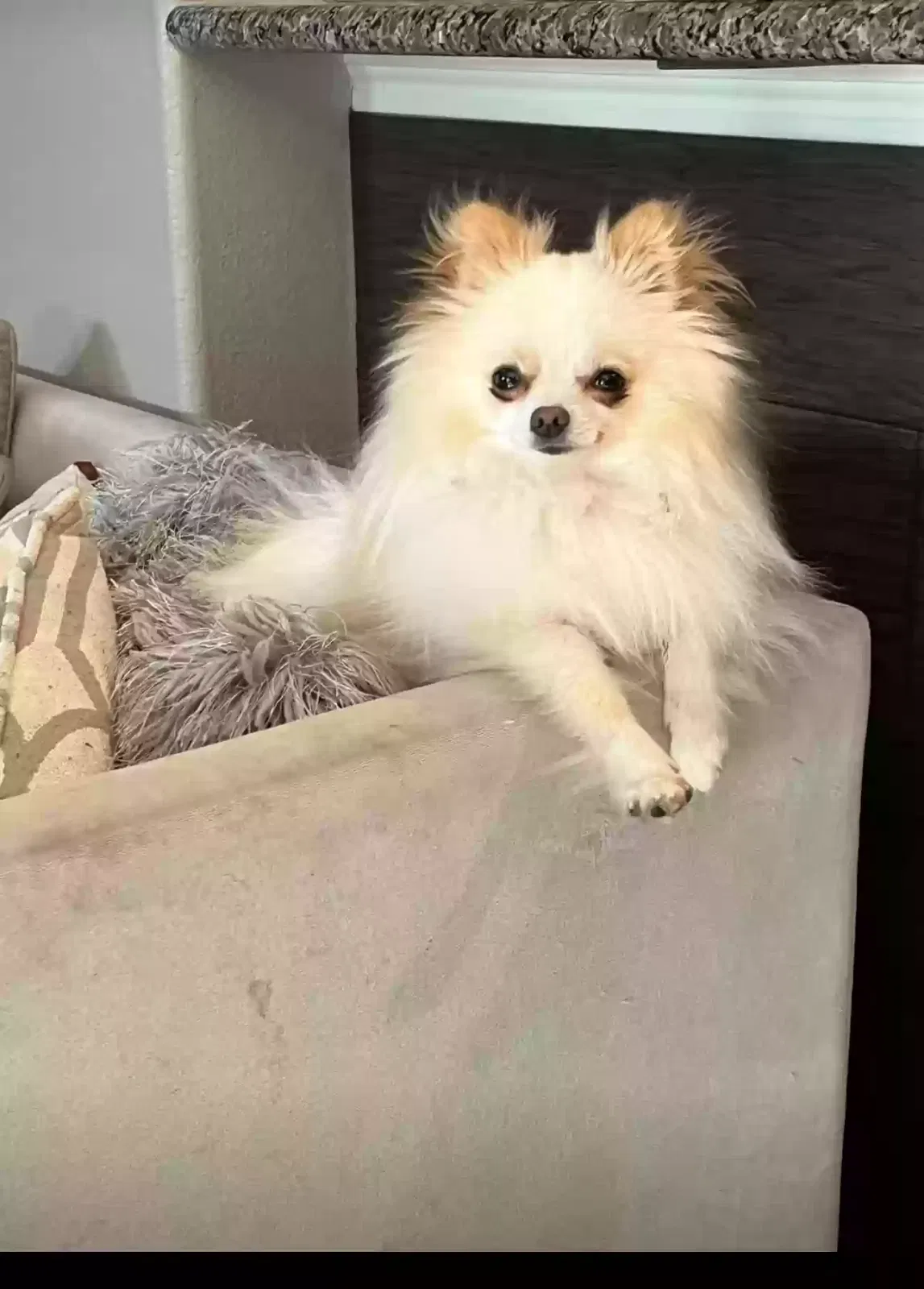 Lost dog in Melissa, TX, 75454