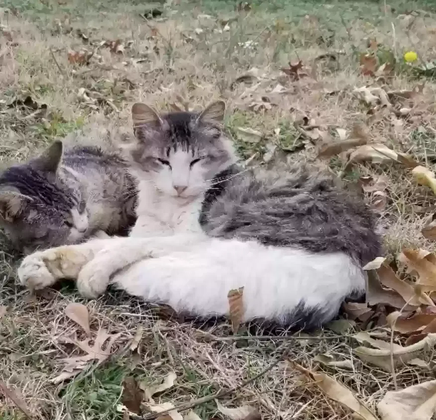 Lost cat in Fort Worth, TX, 76114