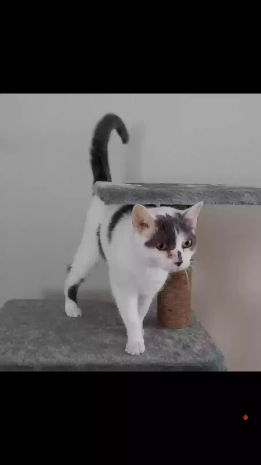 Lost cat in Savannah, GA, 31406