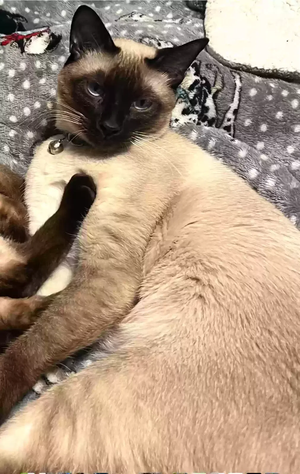 Lost cat in Lakeland, FL, 33811