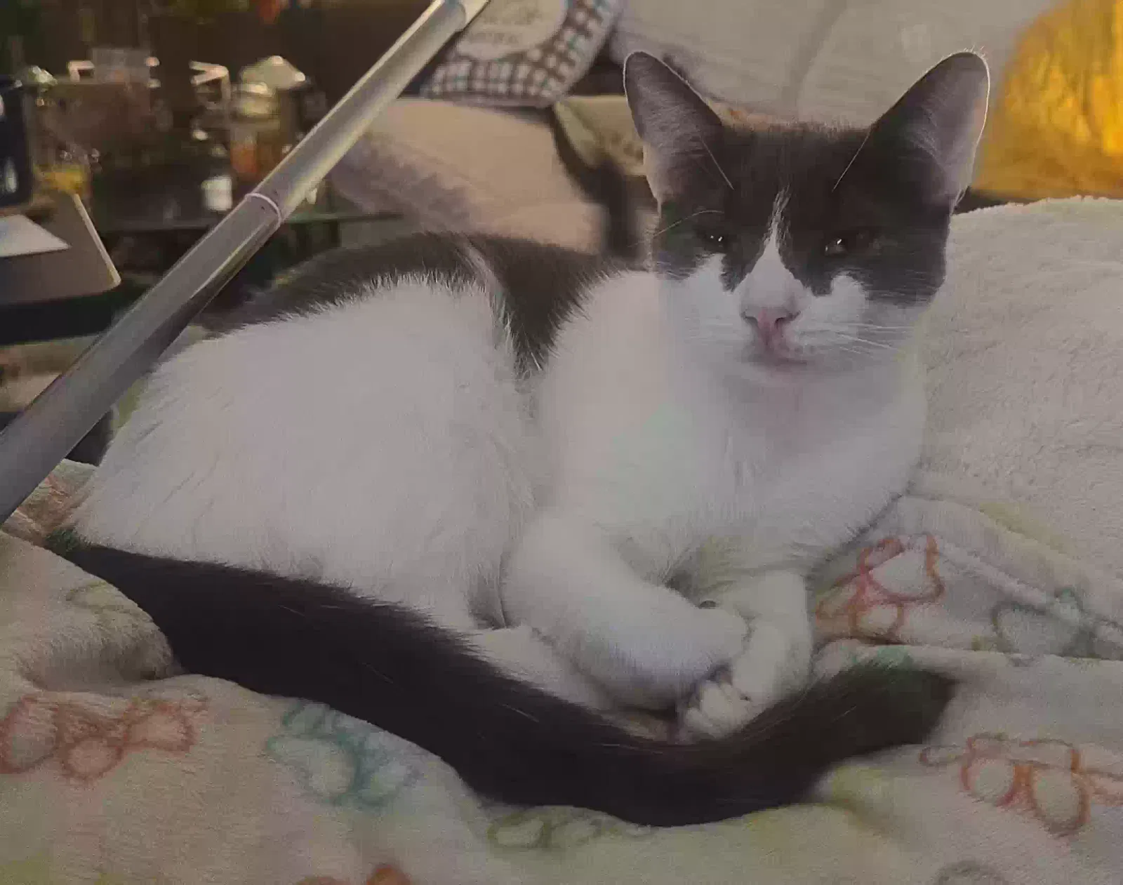 Lost cat in Danbury, NC, 27016