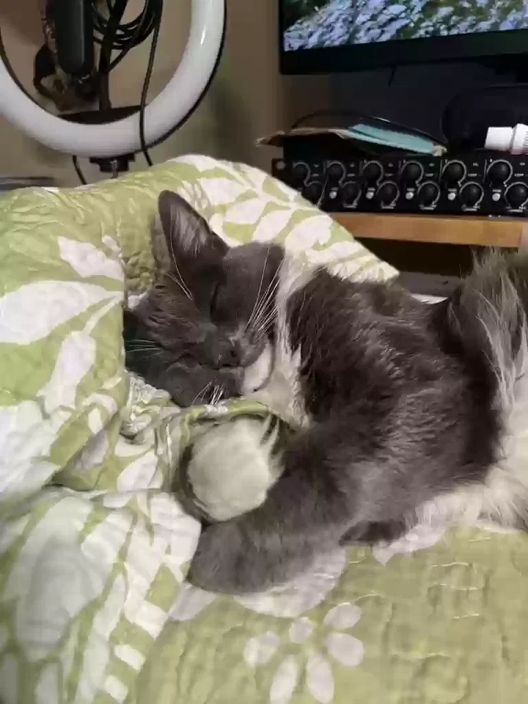 Lost cat in Sun Valley, CA, 91352
