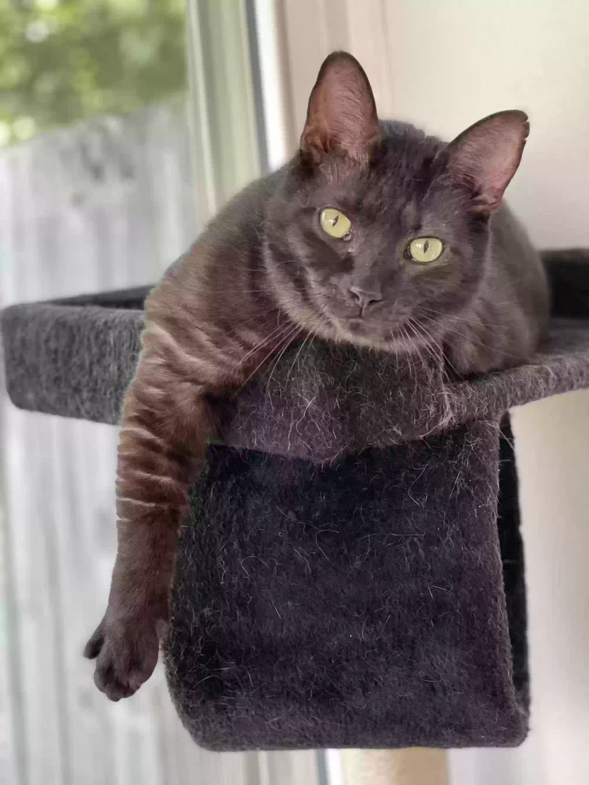 Lost cat in Chattanooga, TN, 37421