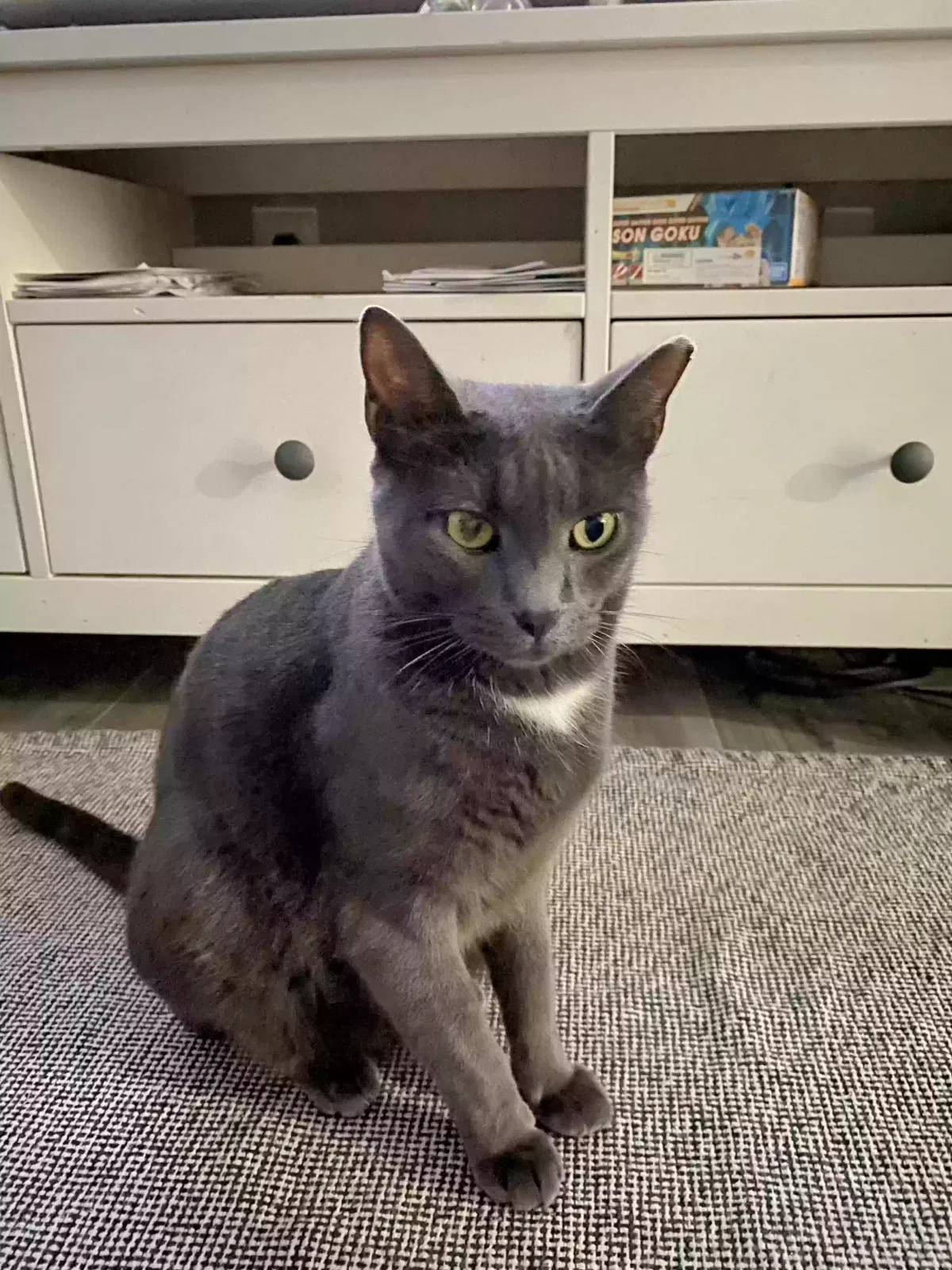 Lost cat in Miami, FL, 33183