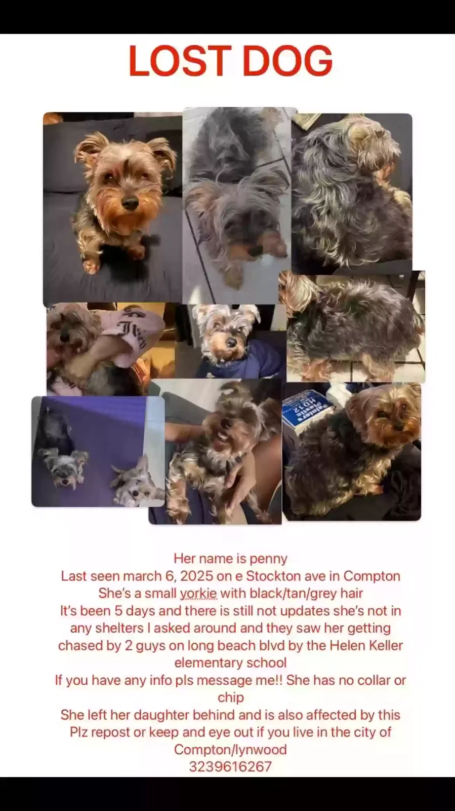 Lost dog in Compton, CA, 90221
