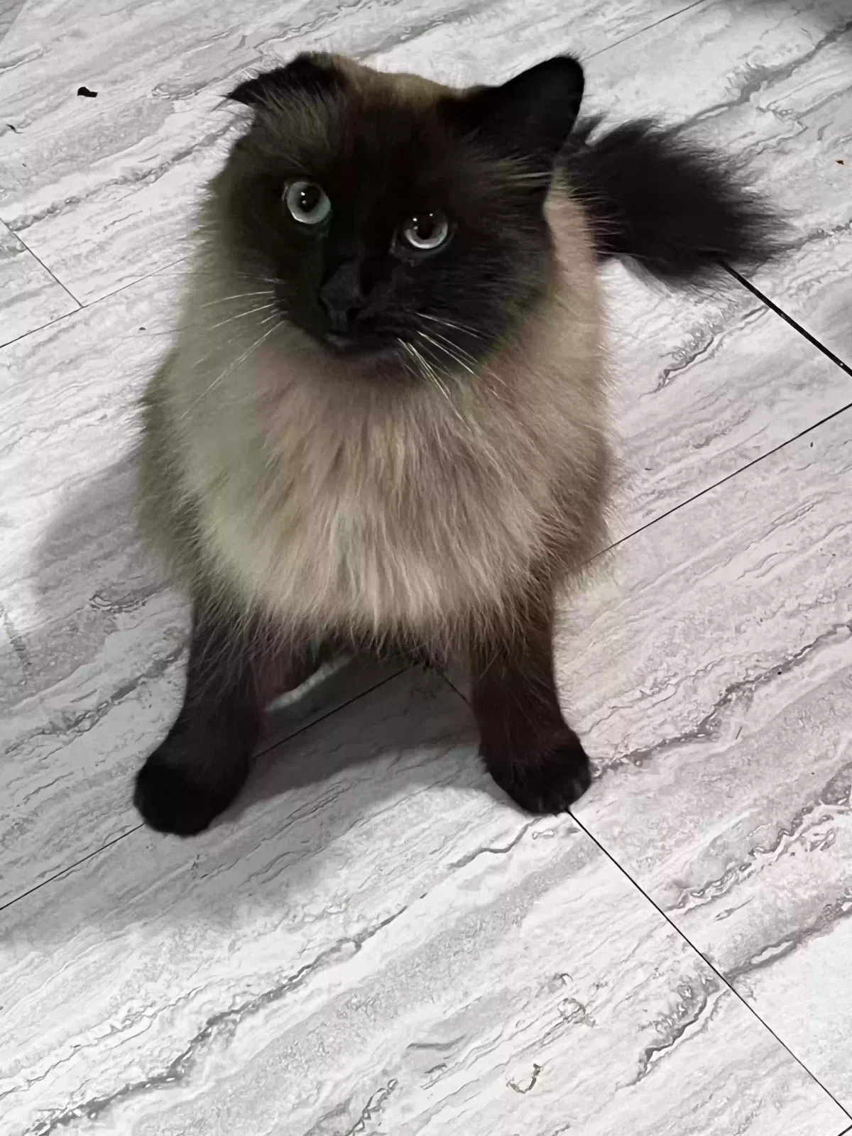 Lost cat in Toledo, OH, 43623