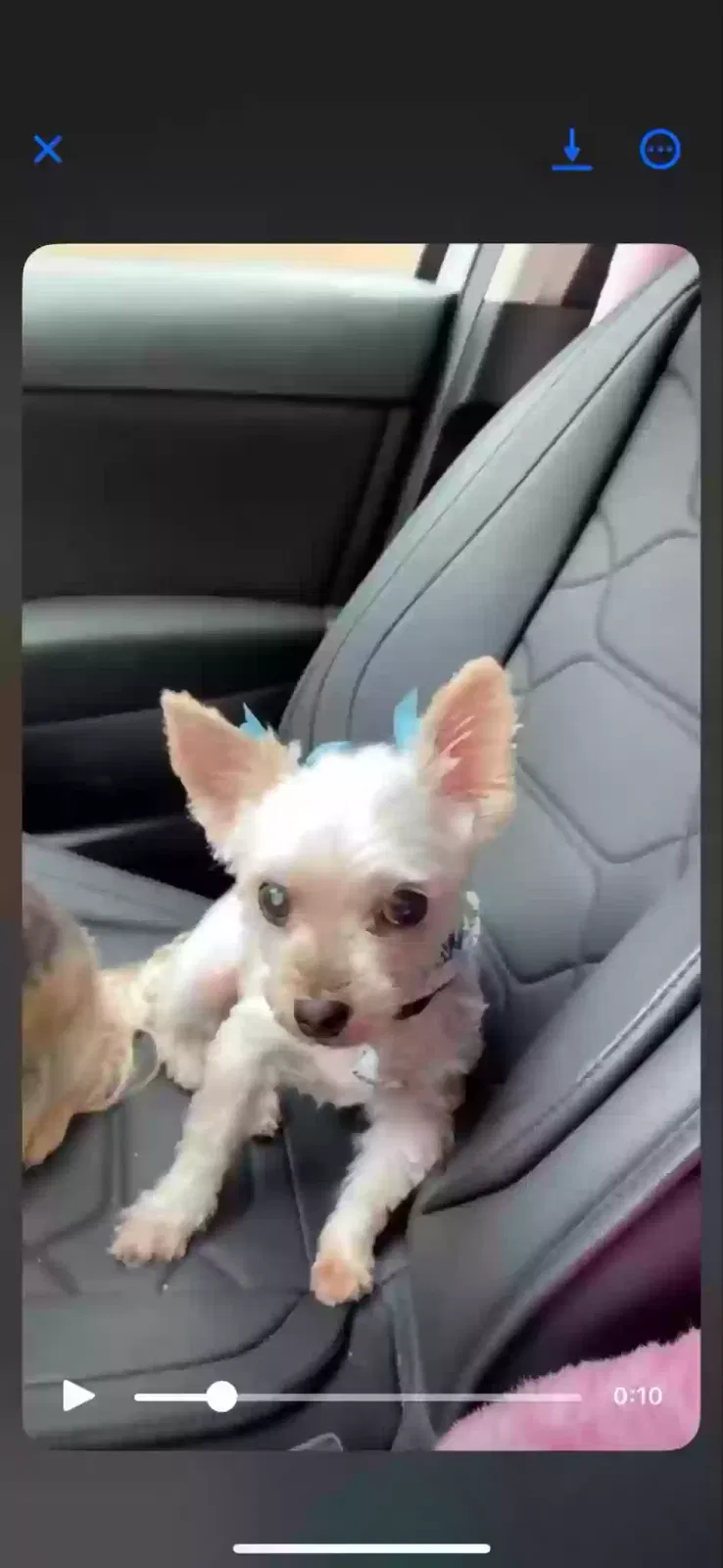 Lost dog in Star, NC, 27356