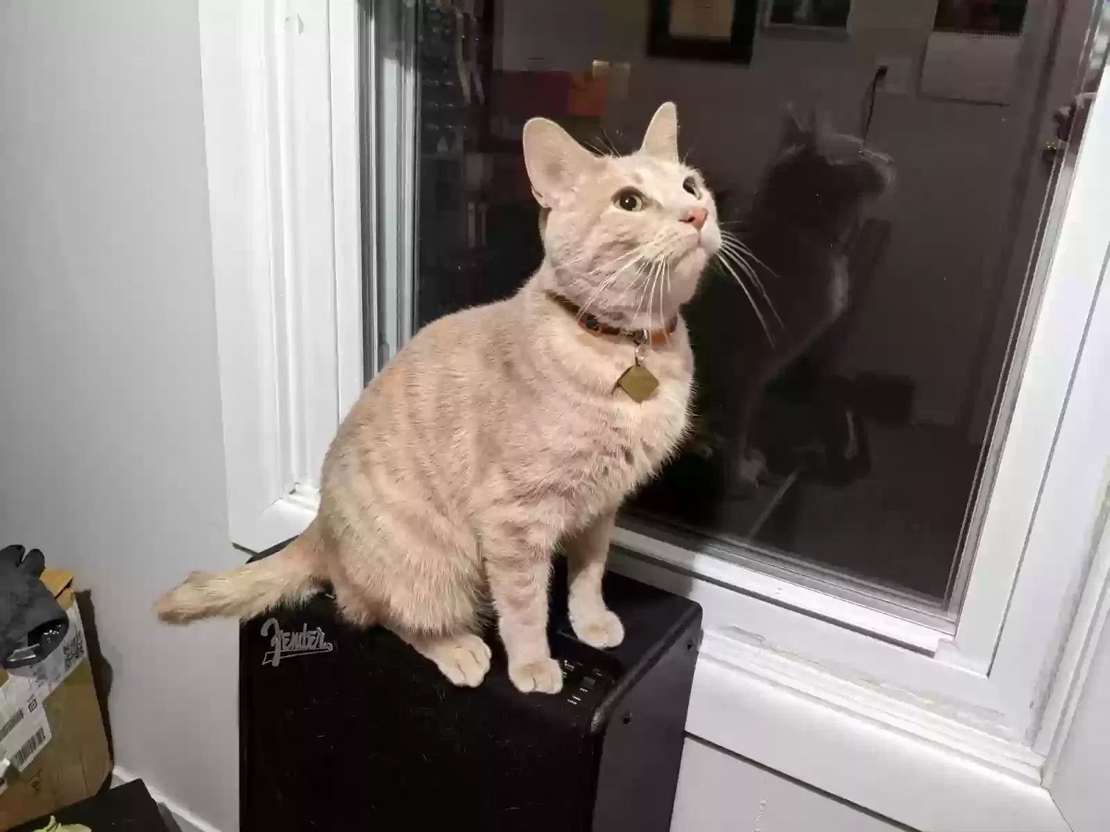Lost cat in Lafayette, IN, 47909
