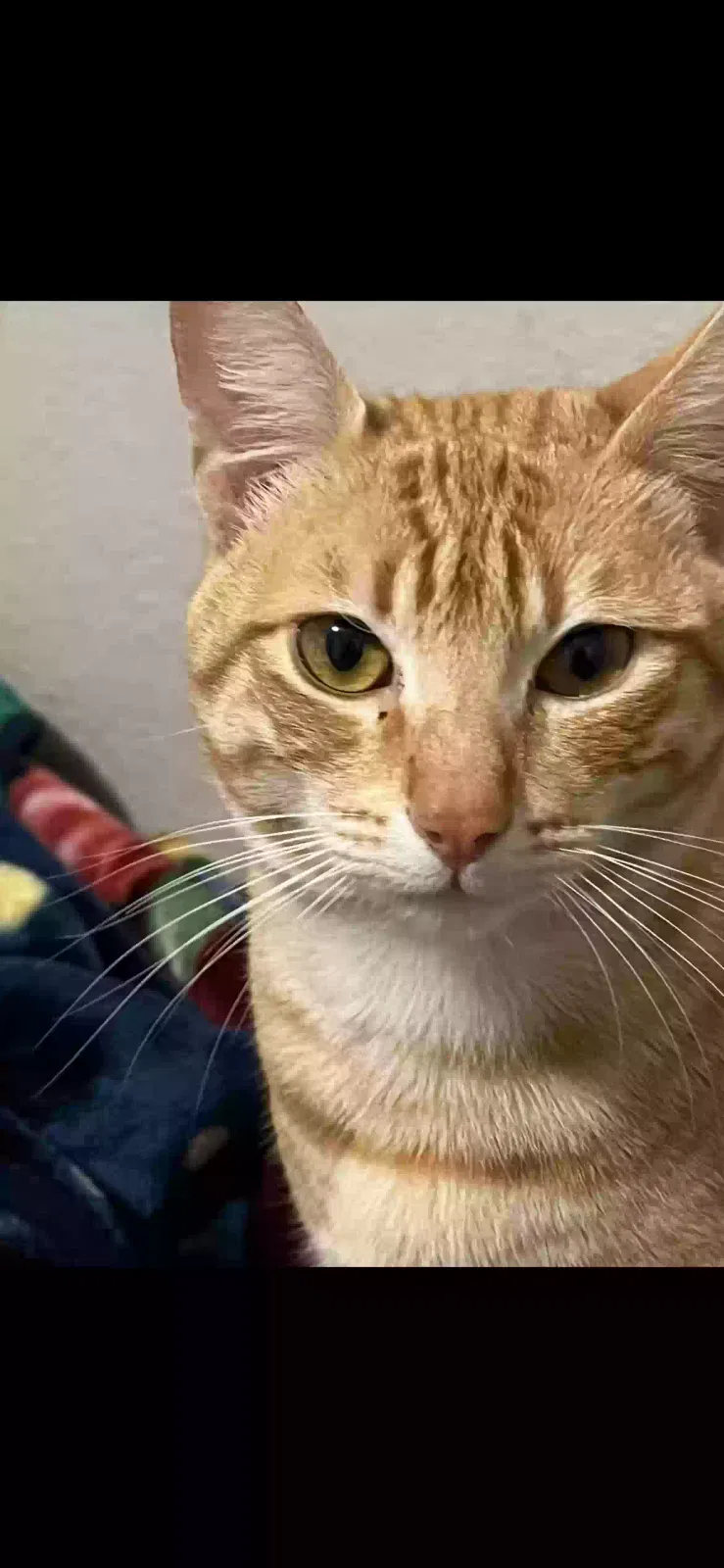Lost cat in Oakland, CA, 94605