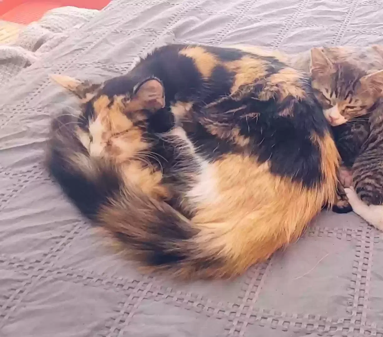 Lost cat in Rowlett, TX, 75089