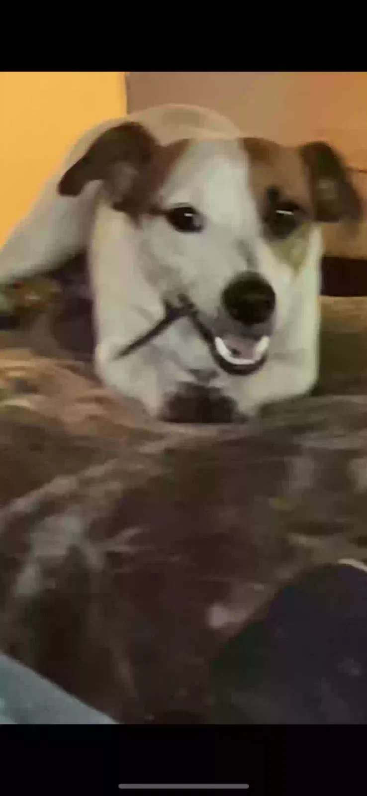 Lost dog in Kissimmee, FL, 34744