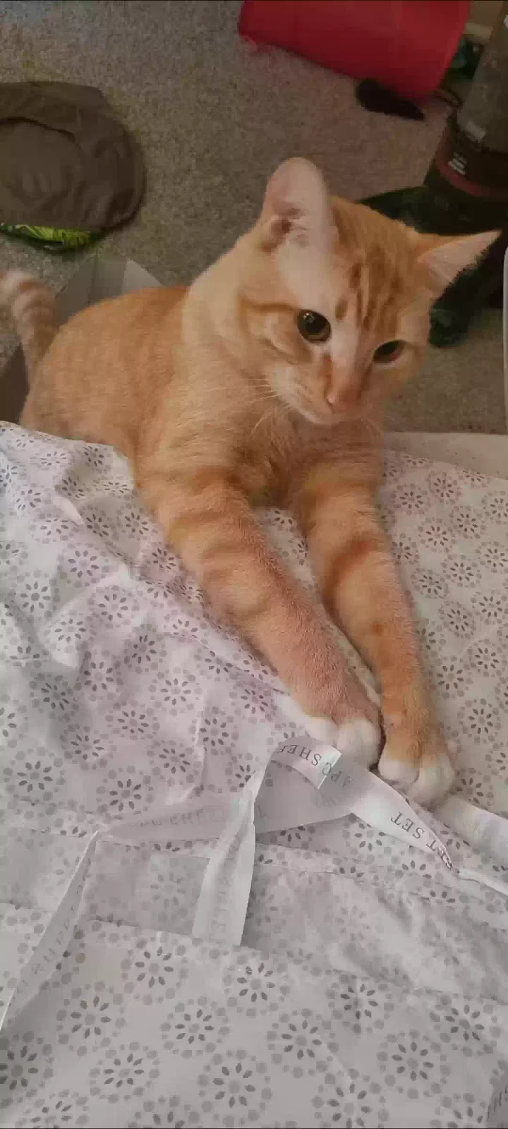 Lost cat in Lawrenceville, GA, 30044