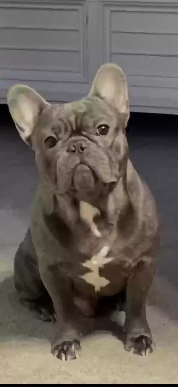 Lost dog in Corpus Christi, TX, 78414