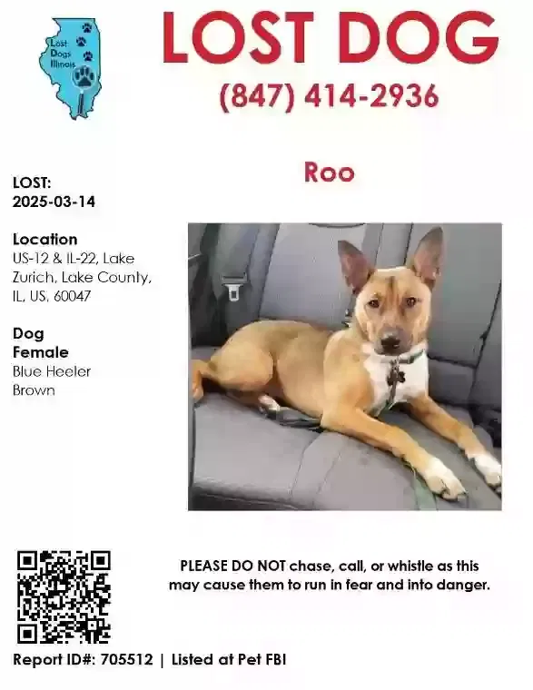 Lost dog in Lake Zurich, IL, 60047