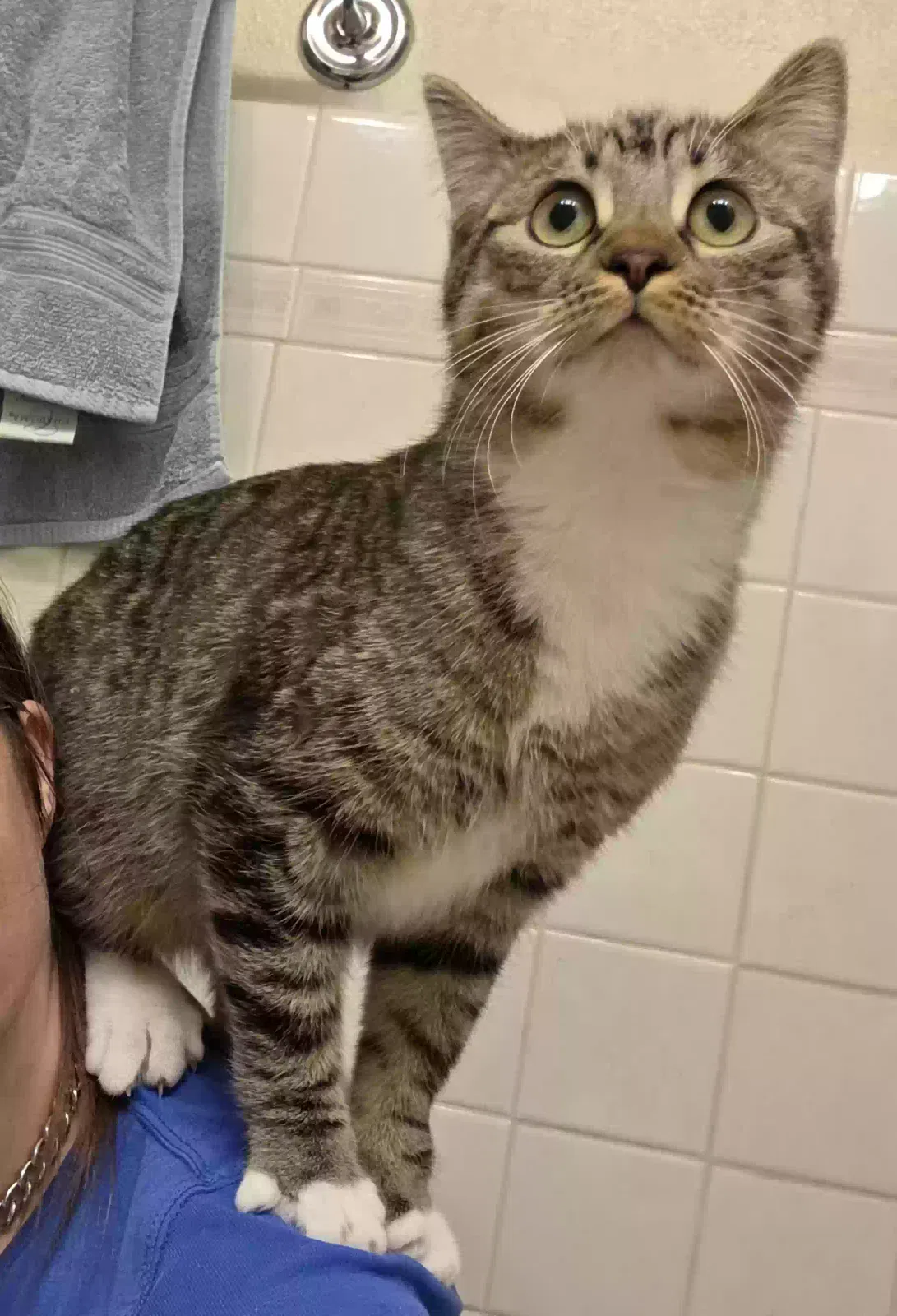 Lost cat in Puyallup, WA, 98372