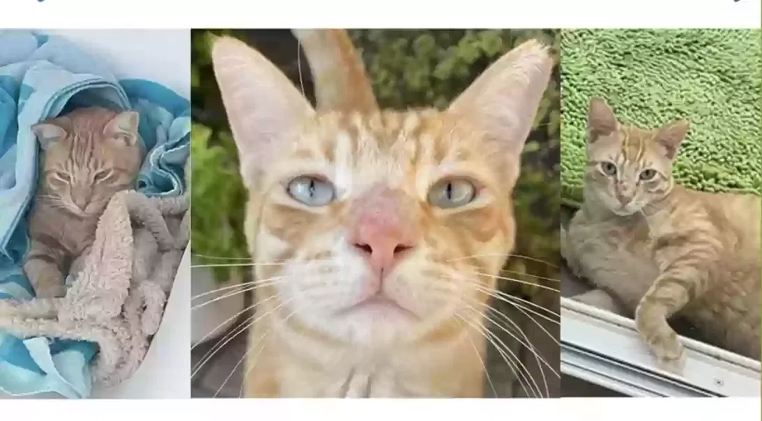 Lost cat in Scottsdale, AZ, 85257
