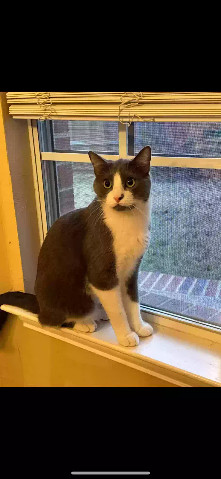 Lost cat in Keller, TX, 76248