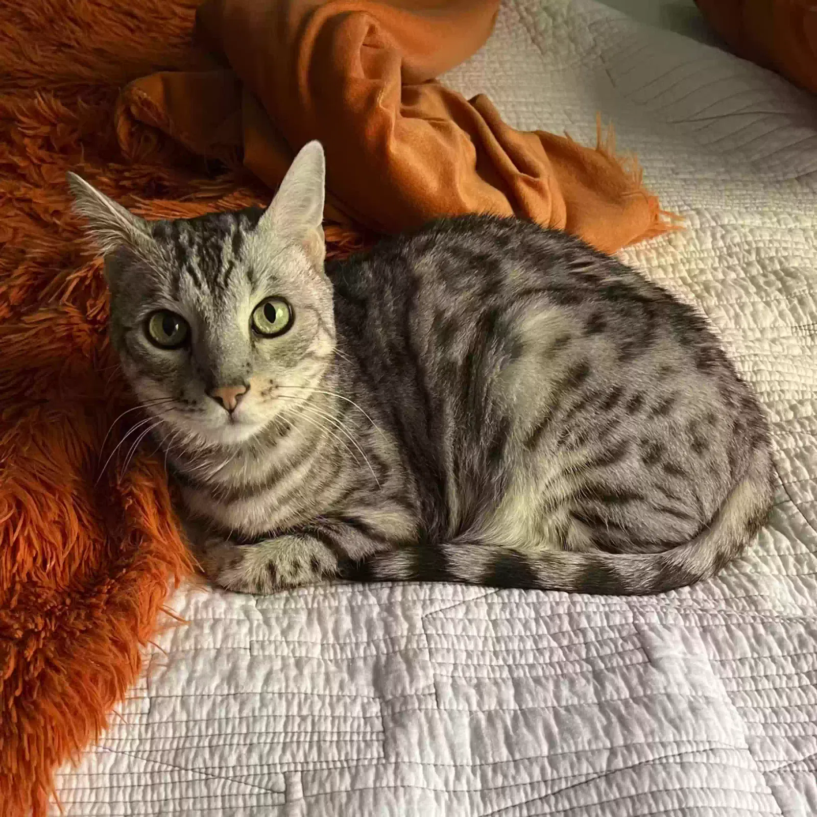 Lost cat in Indianapolis, IN, 46250