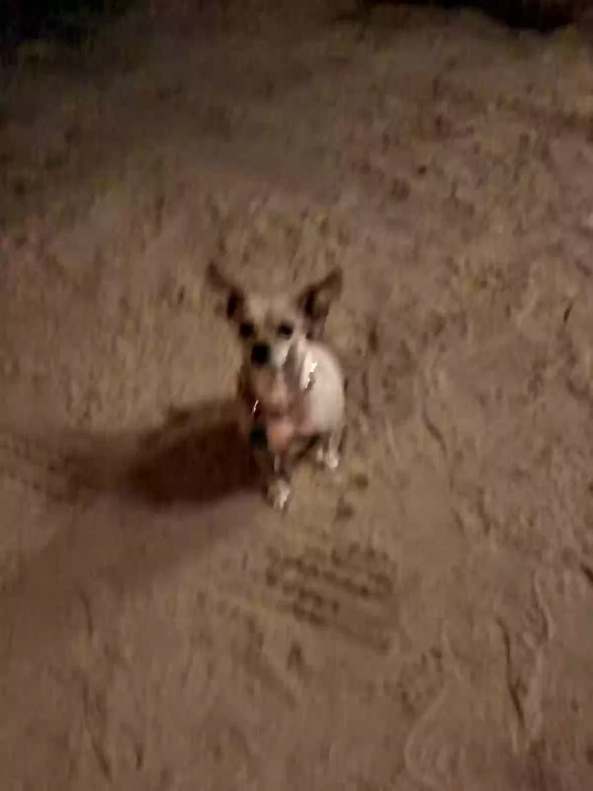 Lost dog in Highlands, TX, 77562