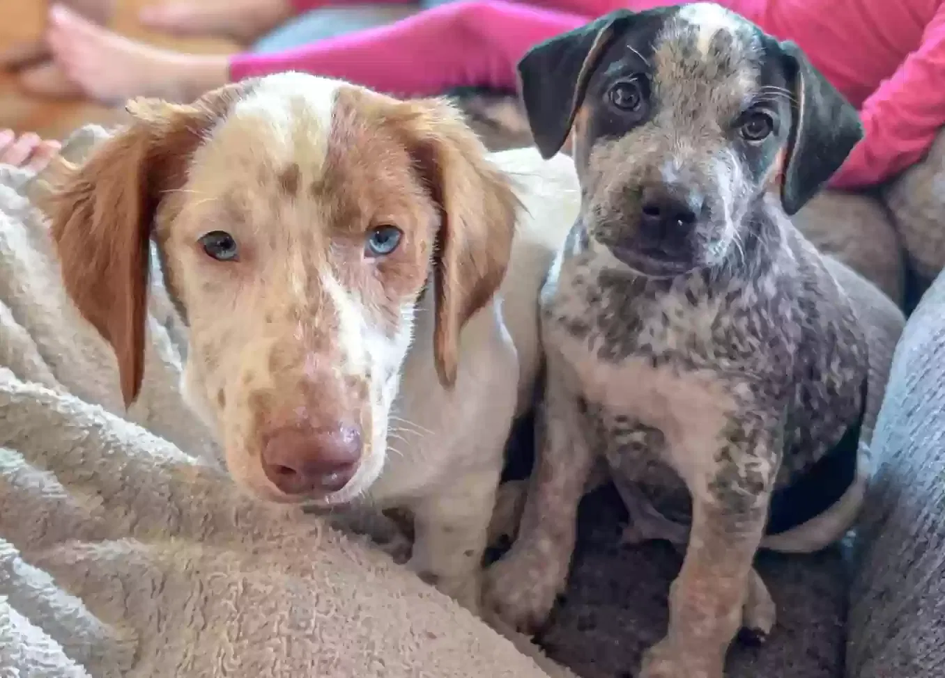 Lost dog in Valdese, NC, 28690