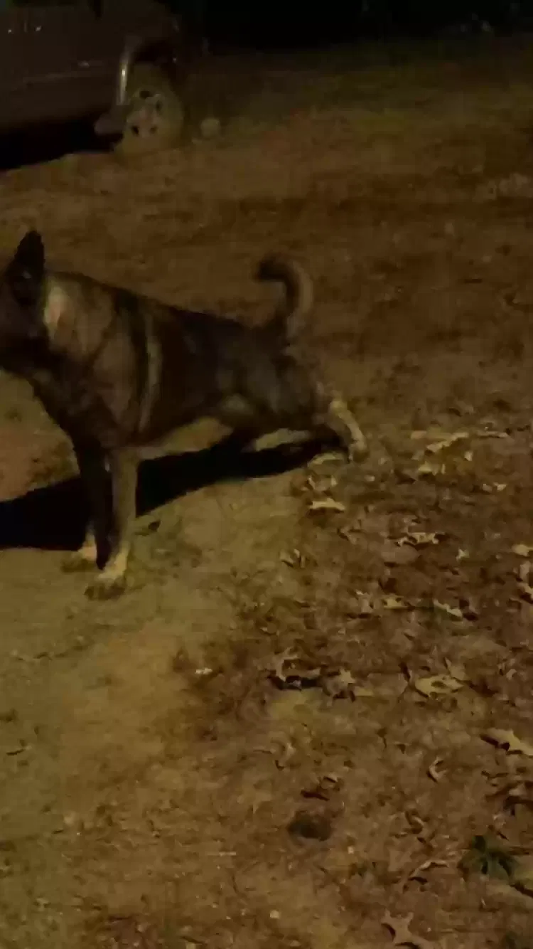 Lost dog in Munford, AL, 36268