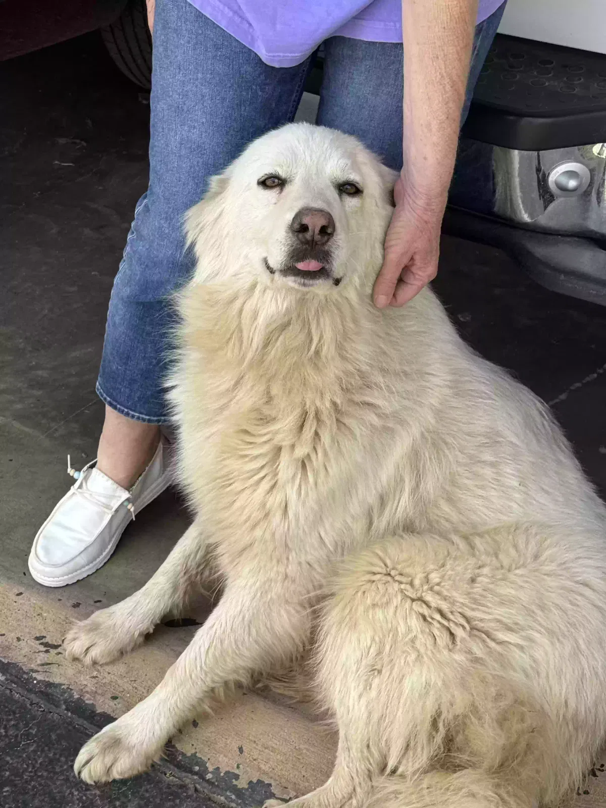 Found dog in Ore City, TX, 75683