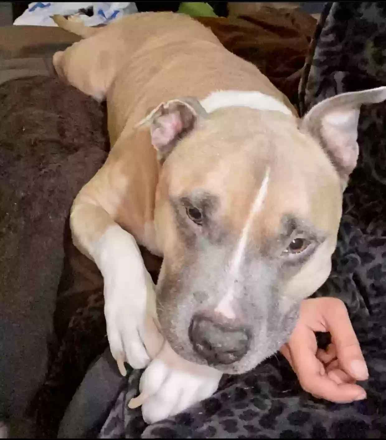 Lost dog in Hayward, CA, 94541