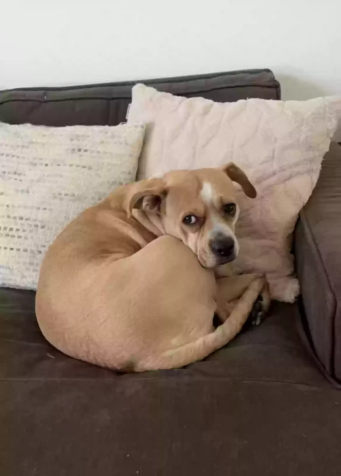 Lost dog in Interlachen, FL, 32148