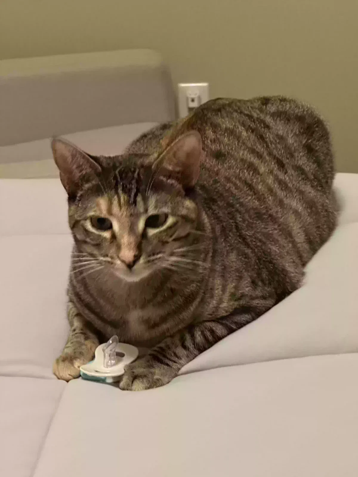Lost cat in Bedford, TX, 76022