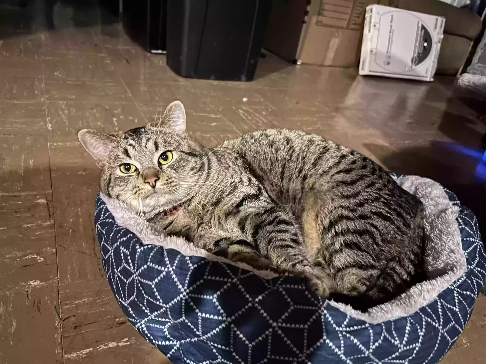 Lost cat in Livonia, MI, 48152