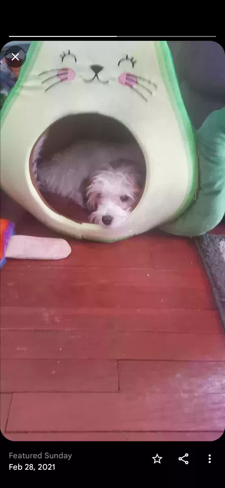 Lost dog in Cleveland, OH, 44125
