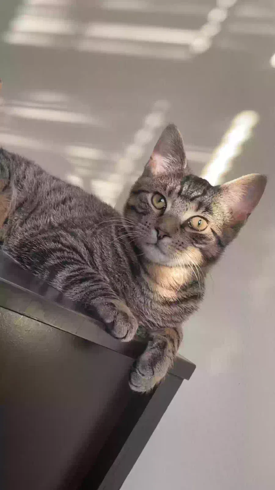 Lost cat in Douglassville, PA, 19518