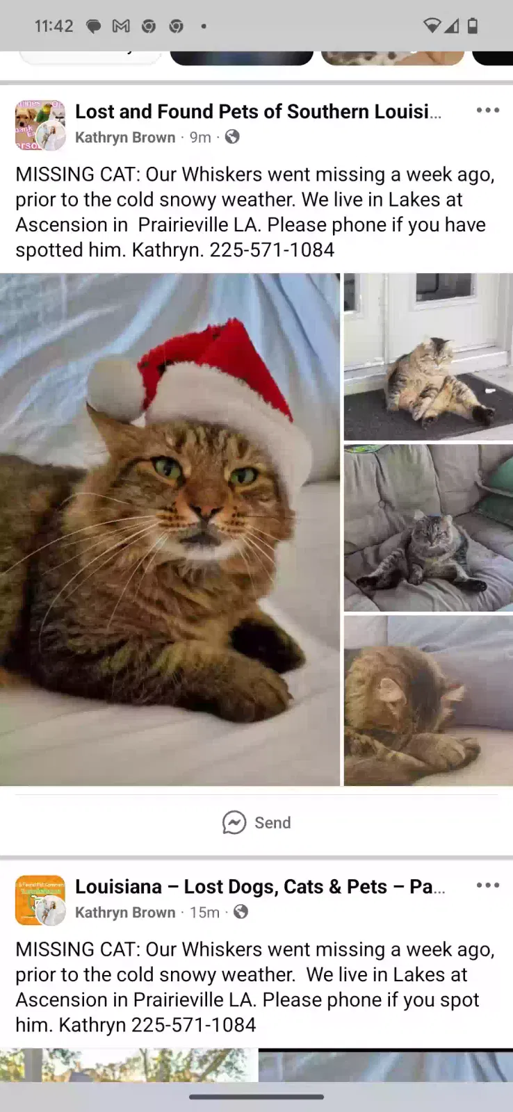 Lost cat in Prairieville, LA, 70769