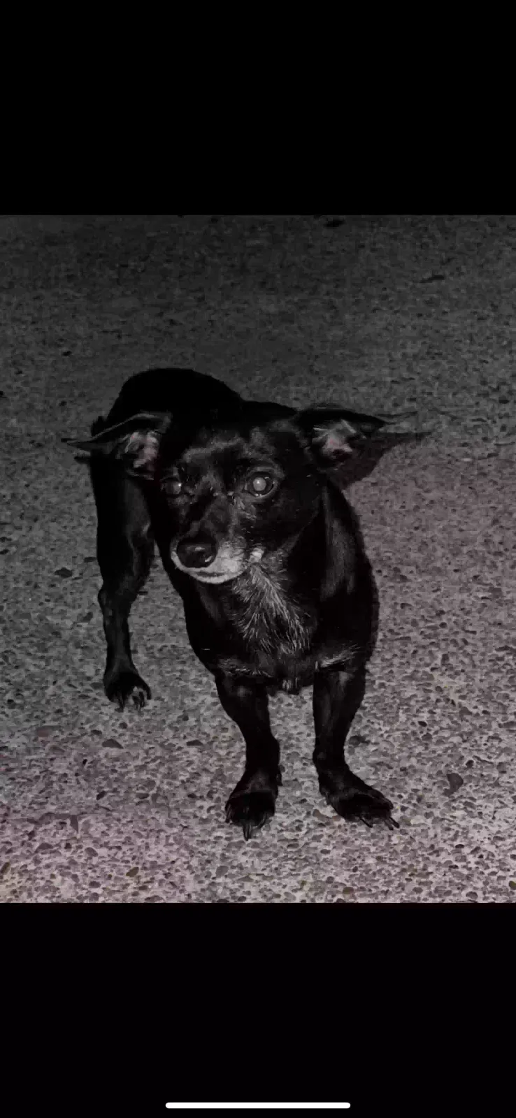 Lost dog in Nashville, TN, 37211