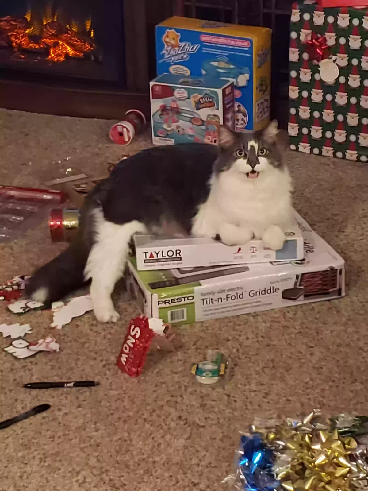 Lost cat in Lincoln, NE, 68521
