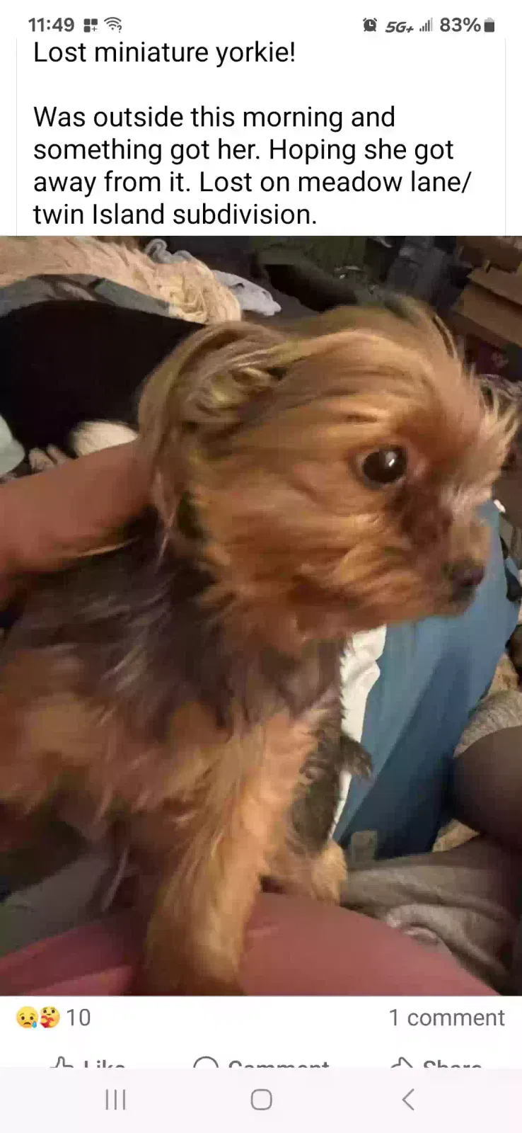 Lost dog in Lockhart, TX, 78644