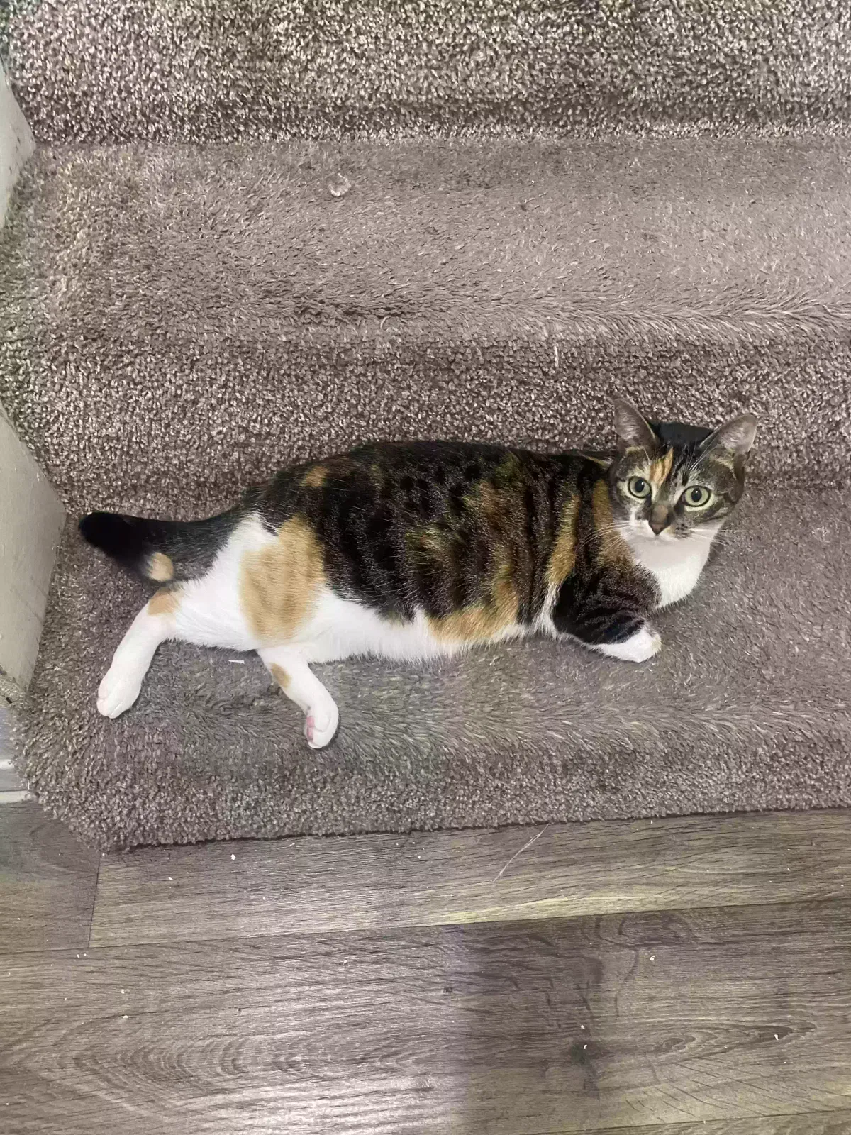 Lost cat in Bedford, TX, 76022